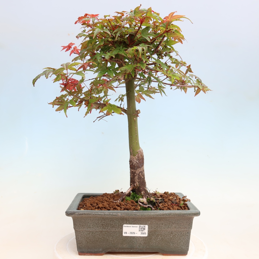Outdoor bonsai - Acer palmatum DESHOJO