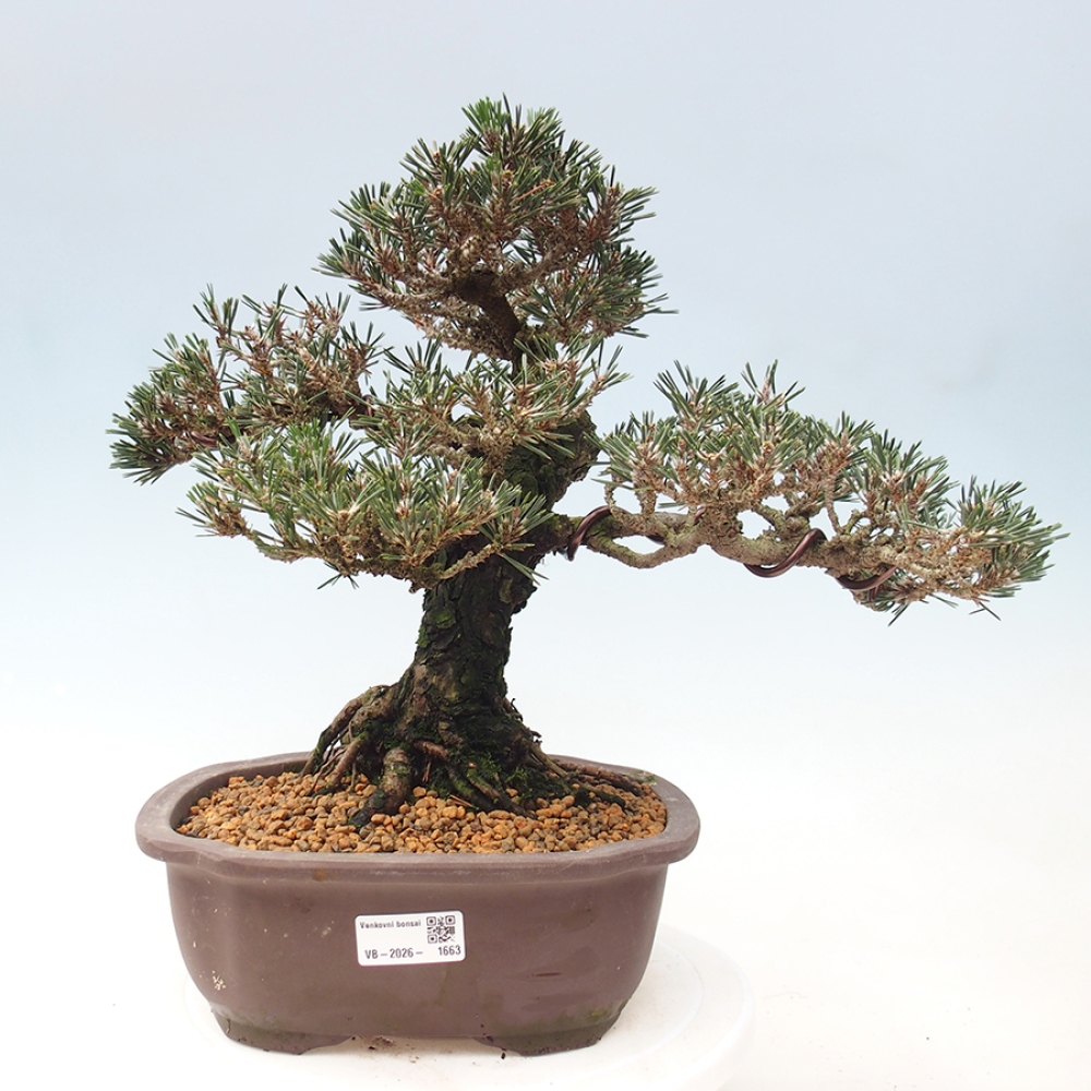 Outdoor bonsai - Pinus thunbergii Kotobuki - Thunberg pine