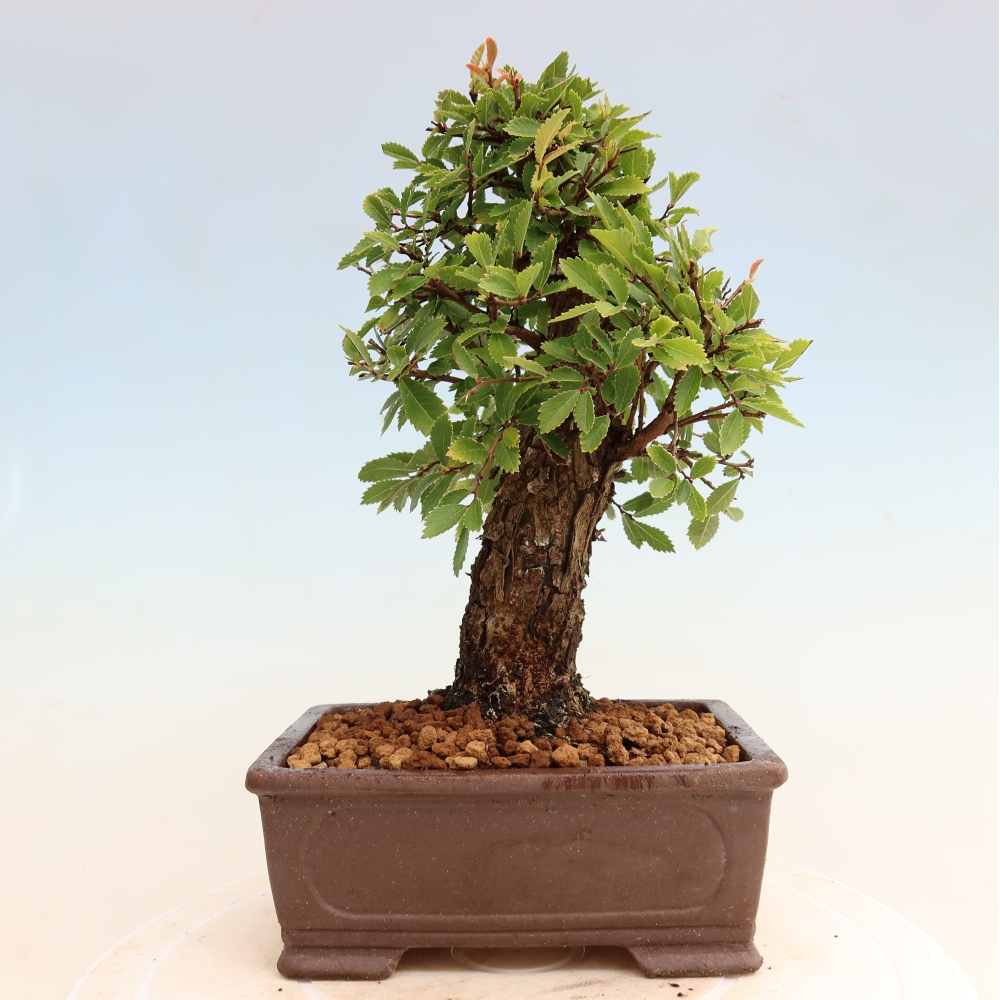 Outdoor bonsai - Zelkova - Zelkova NIRE