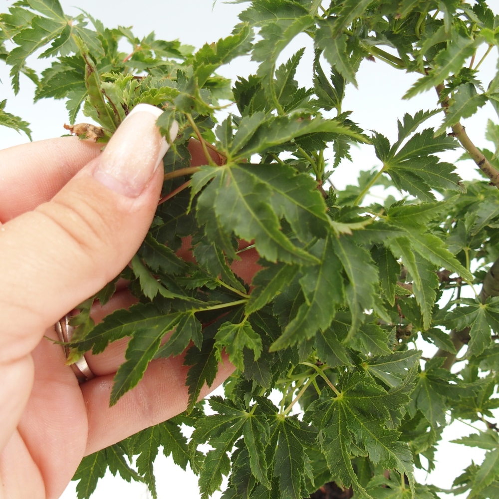 Outdoor bonsai -Javor palmate - Acer palmatum Shishigashira in container