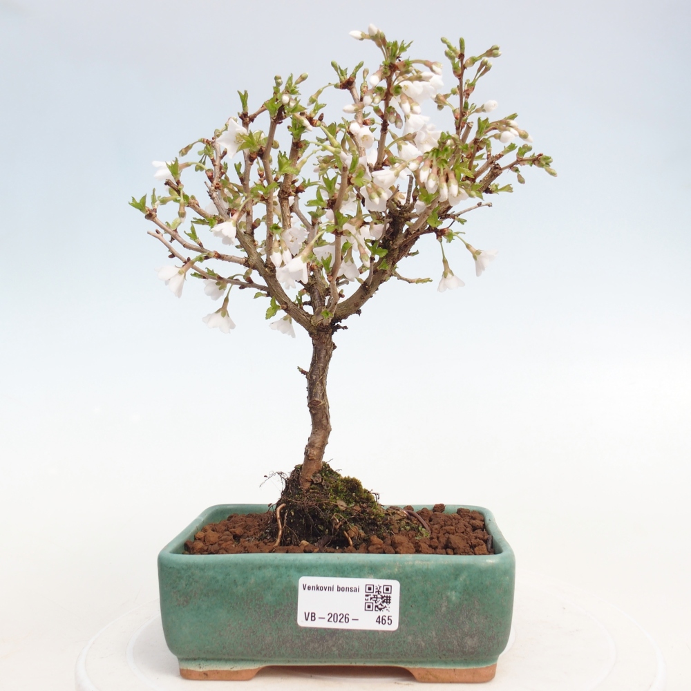 Outdoor bonsai - Prunus incisa Kojou-no mai-Plivon cut out