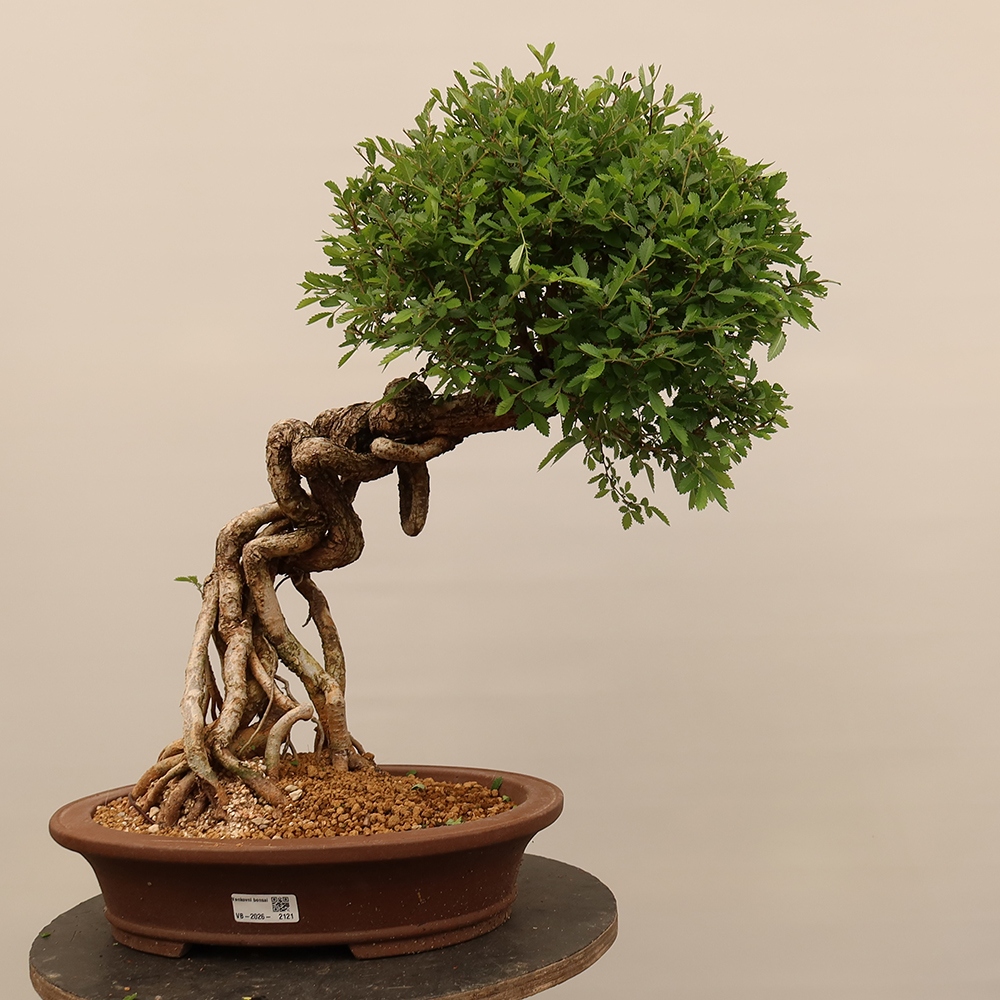 Outdoor bonsai - Zelkova - Zelkova NIRE