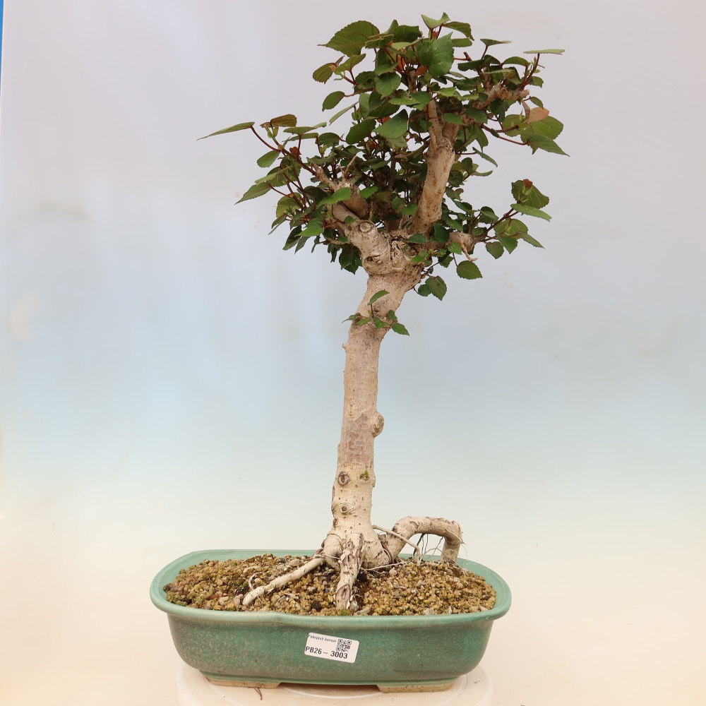 Indoor bonsai - Hibiscus tiliaceus - Sea Hibiscus
