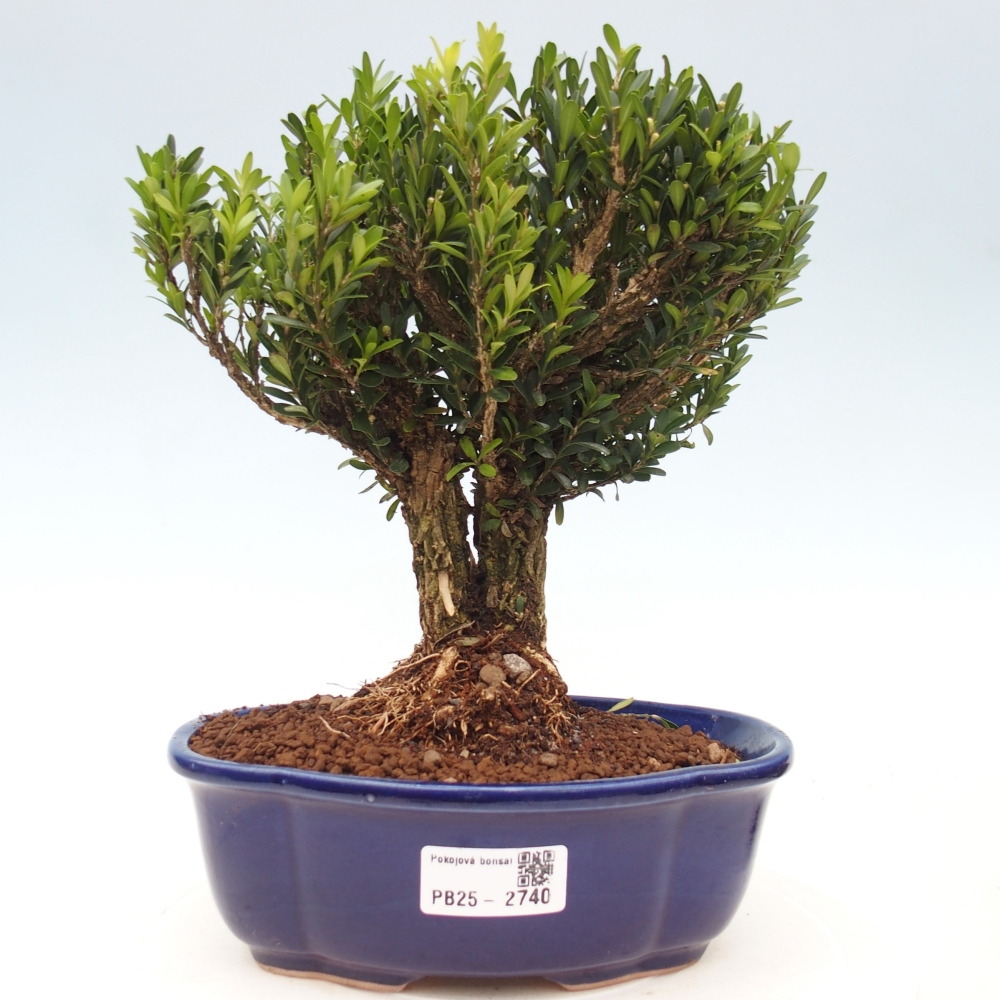 Indoor bonsai - Buxus harlandii - Cork boxwood
