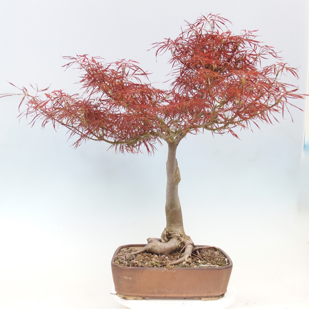 Outdoor bonsai - Acer palmatum RED PYGMY