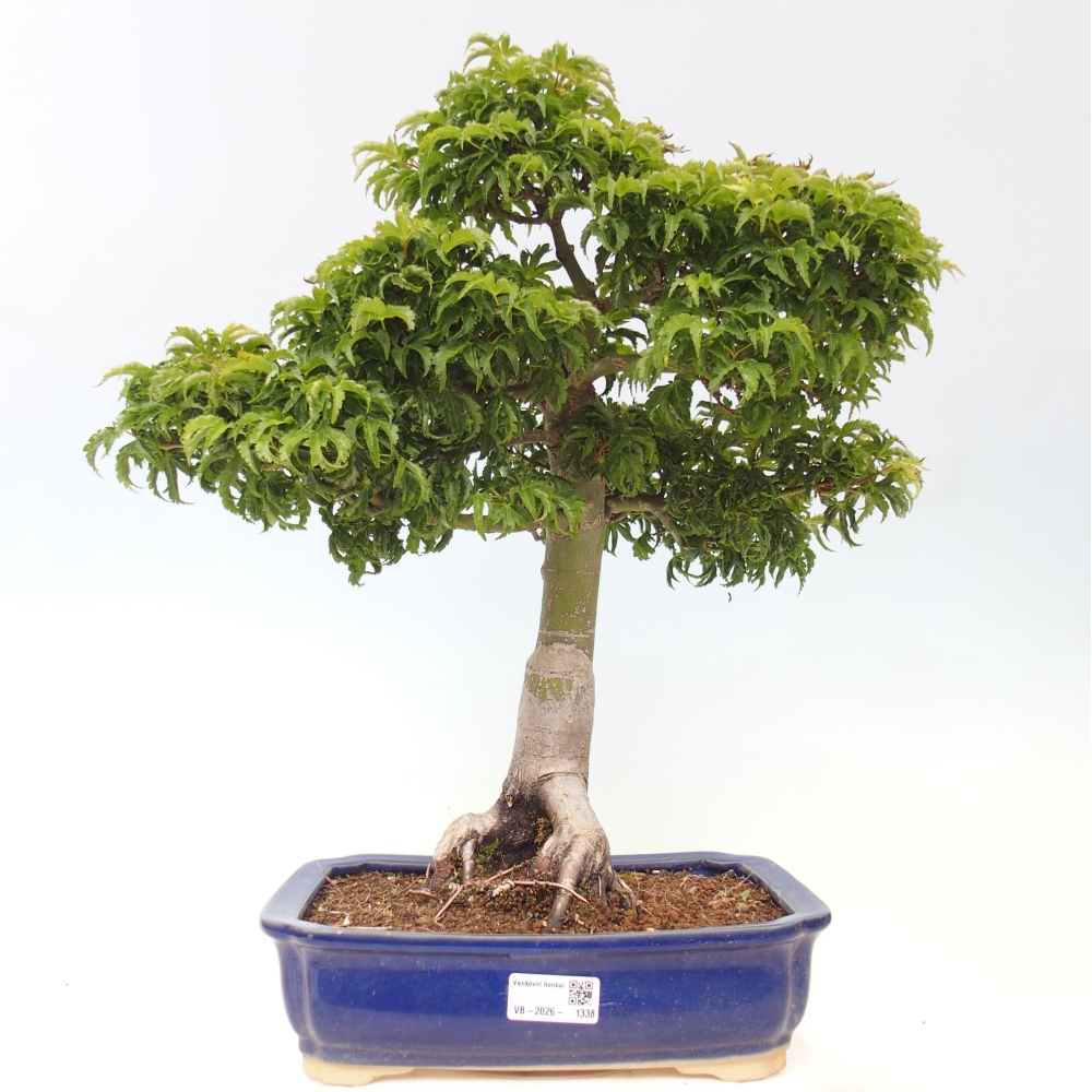 Outdoor bonsai -Javor palm Acer palmatum Shishigashira