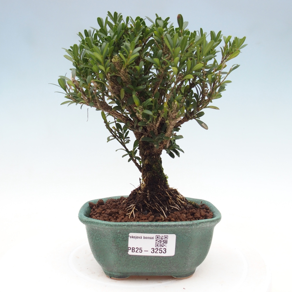 Room bonsai - Buxus harlandii - cork buxus