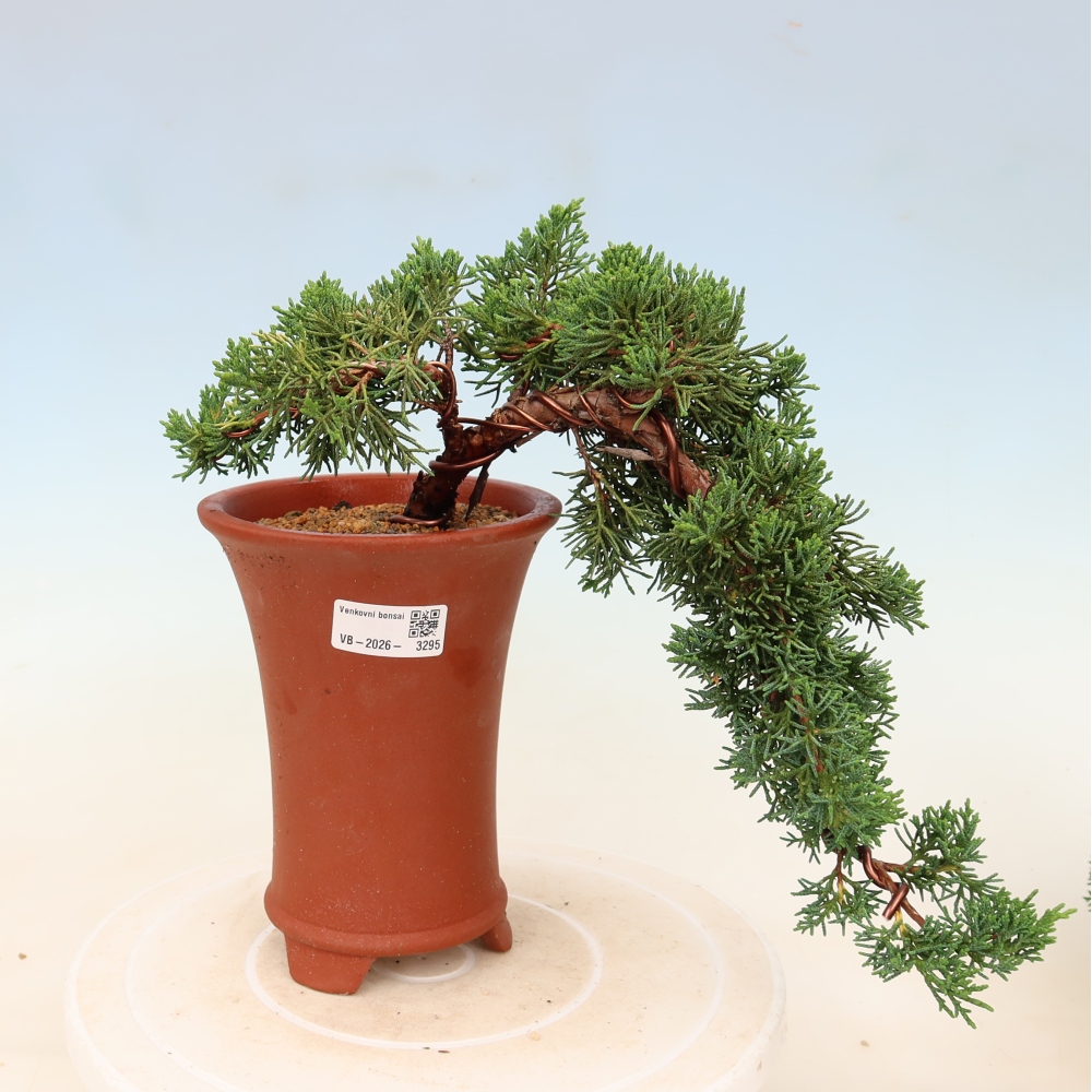 Outdoor bonsai - Juniperus chinensis Kishu