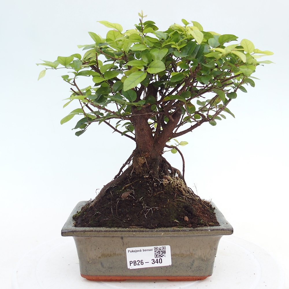 Room bonsai - Sageretia thea - Sageretia thea