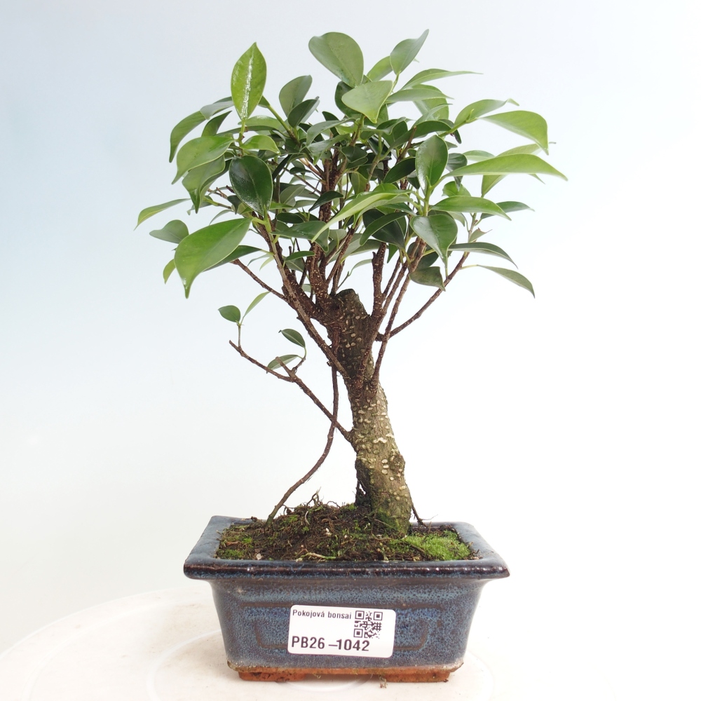 Room bonsai Ficus retusa kimmen