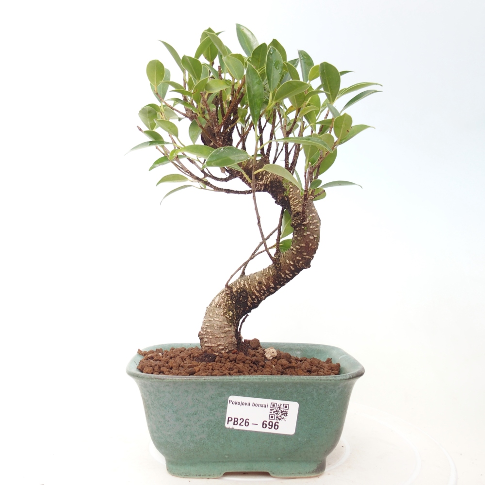 Room bonsai - Ficus retusa - small-leaved ficus
