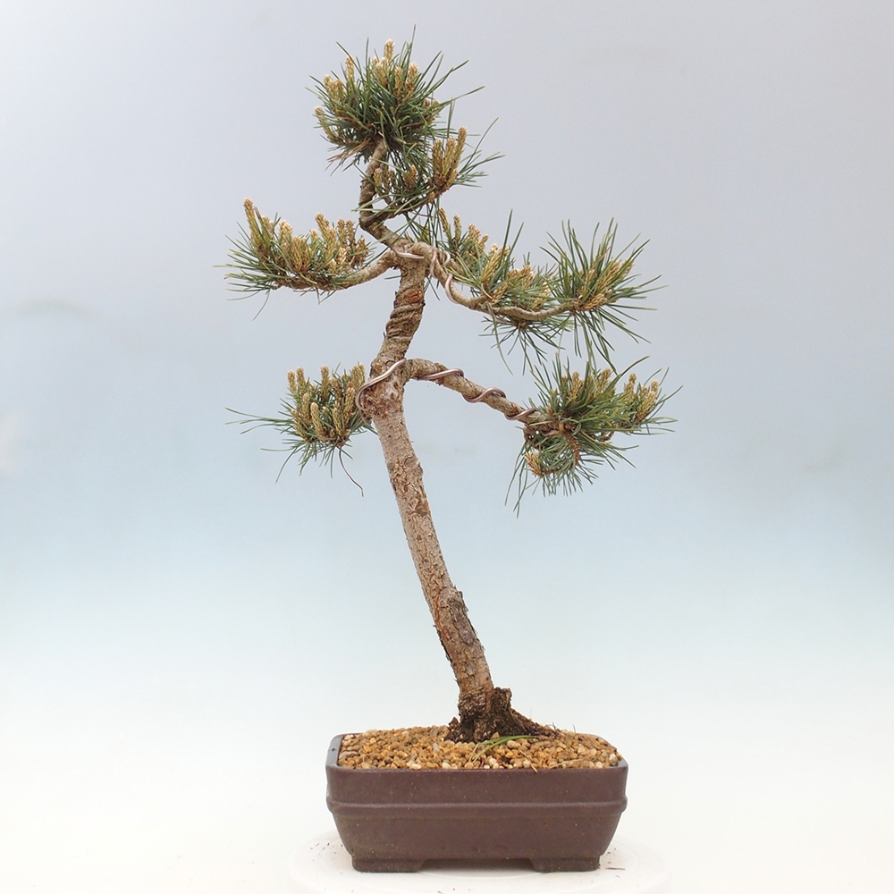 Outdoor bonsai - Pinus Sylvestris - Scots pine