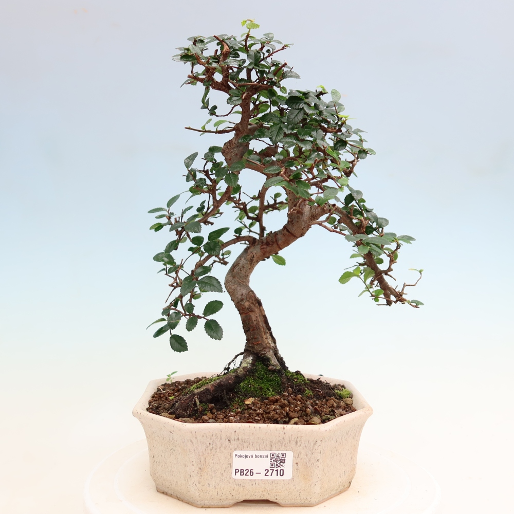 Room bonsai - Ulmus parvifolia - Small-leaved elm