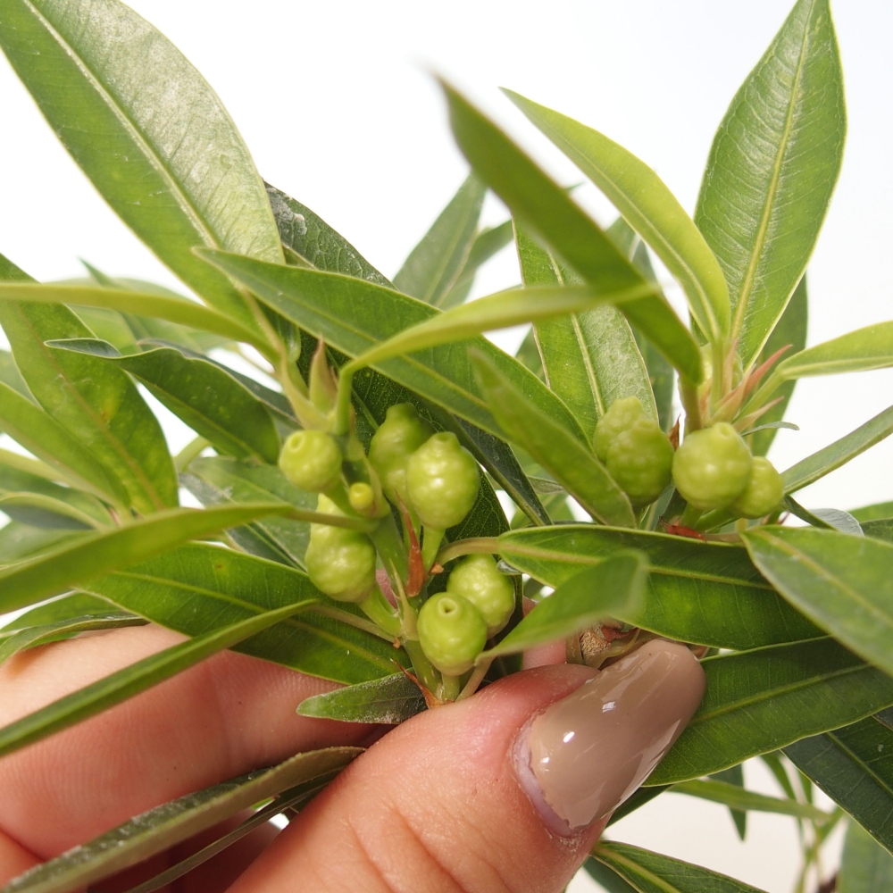 Indoor bonsai - Ficus nerifolia - small-leaved ficus