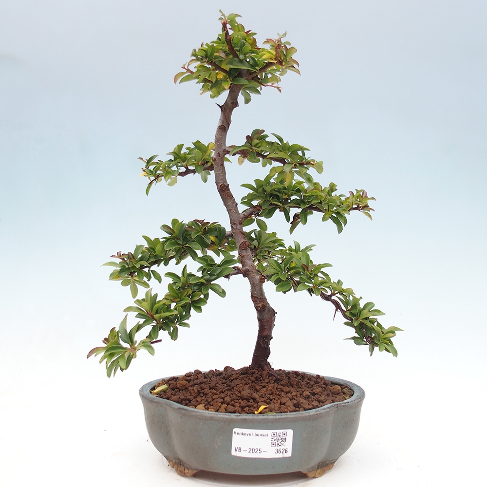 Outdoor Bonsai-Pyracanta Teton -Bakery