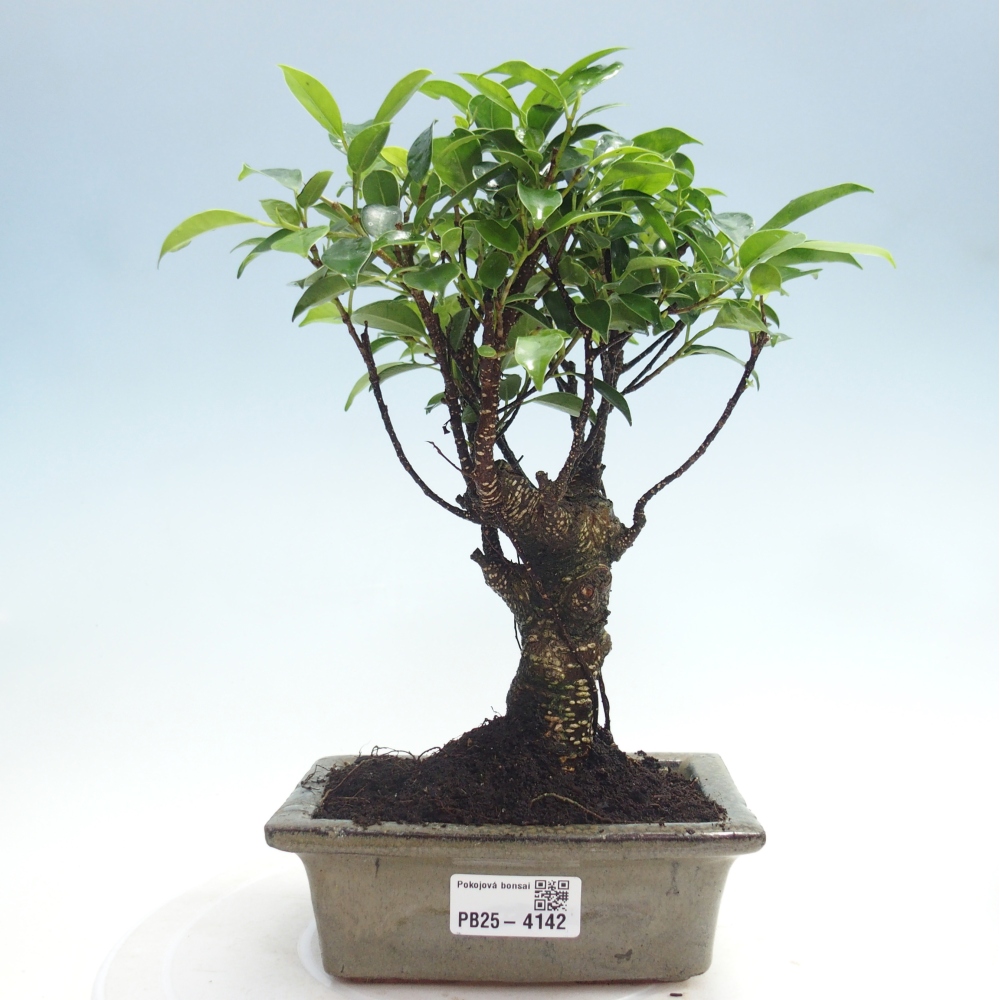 Indoor bonsai - Ficus retusa - small-leaved ficus