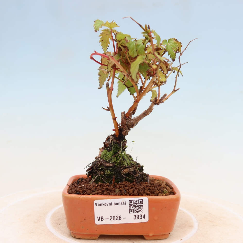 Outdoor Bonsai - Stephanandra incisa - Slender Stephanandra