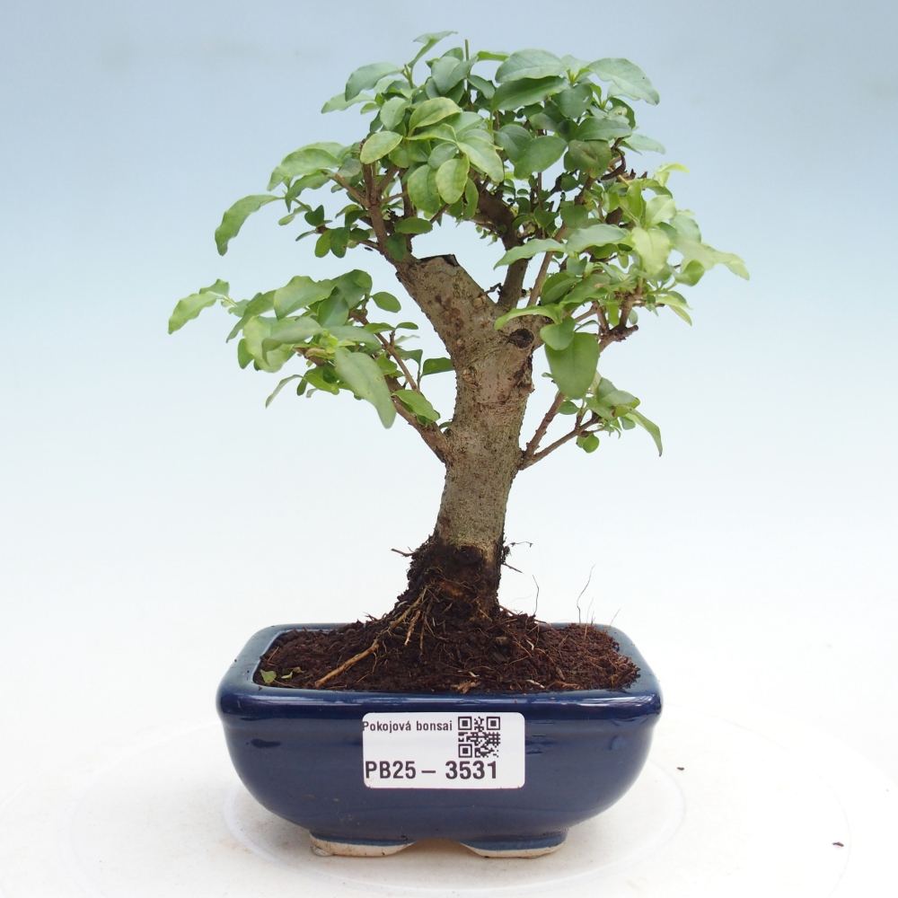 Room bonsai -Ligustrum chinensis - Birds Beak