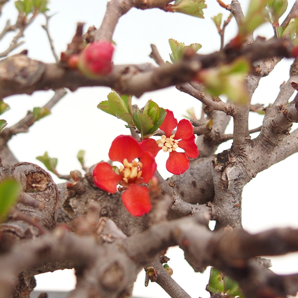 Outdoor bonsai - Chaneomeles speciosa - Quince