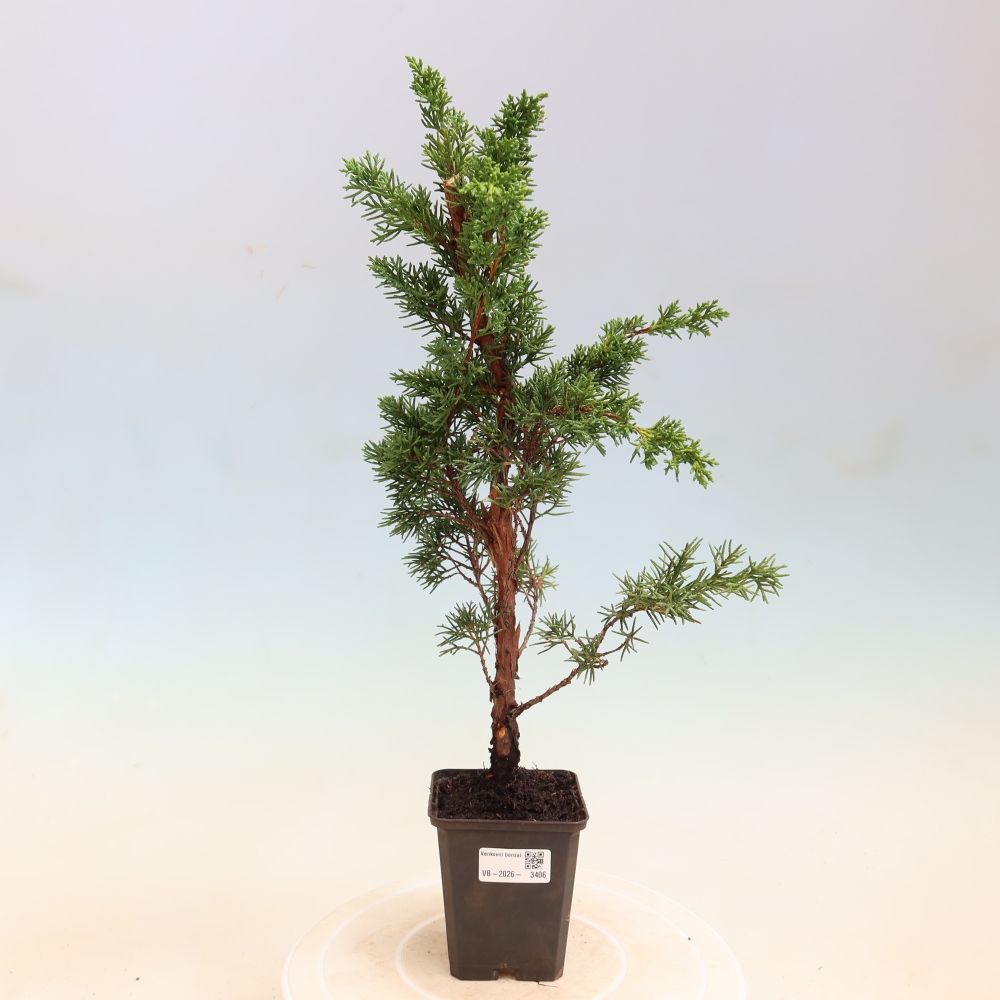 Outdoor bonsai - Juniperus chinensis Kishu