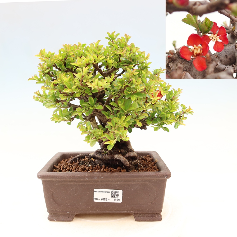 Outdoor bonsai - Chaneomeles speciosa Chojubai