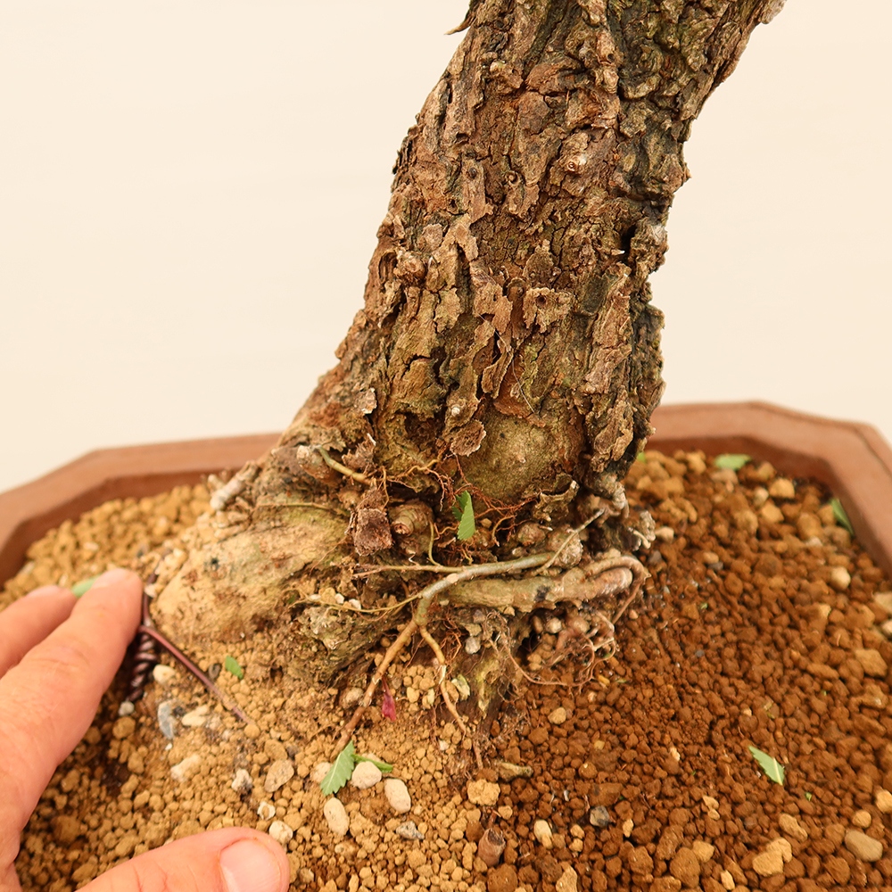 Outdoor bonsai - Zelkova - Zelkova NIRE