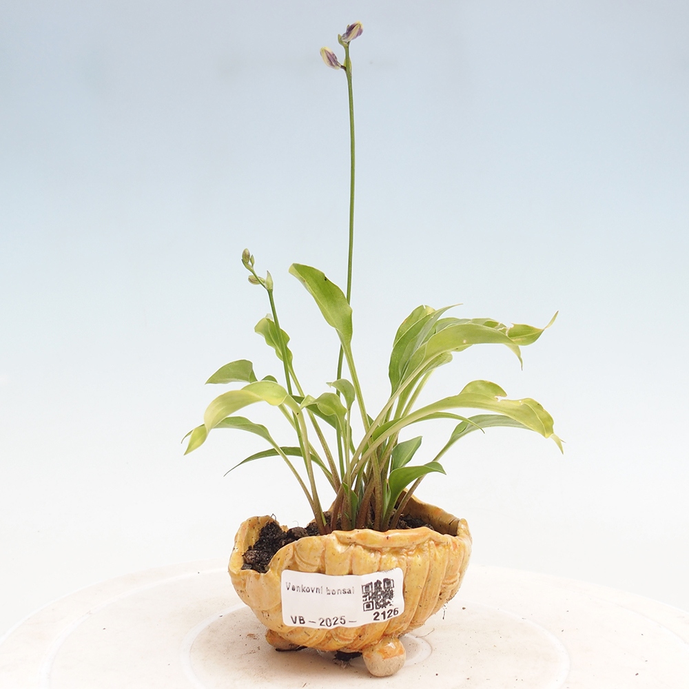 Outdoor bonsai - Mini Hosta - Goddess