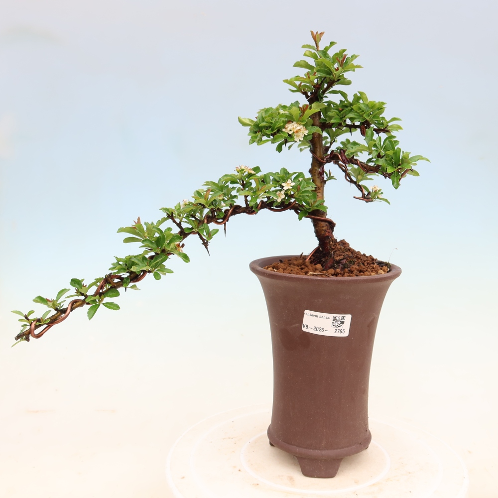 Outdoor Bonsai - Pyracantha teton - Scarlet Firethorn