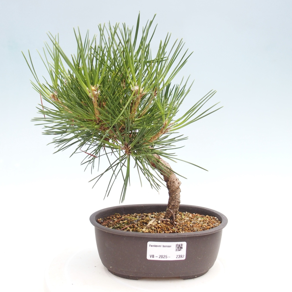 Outdoor bonsai - Pinus thunbergii - Thunbergia pine
