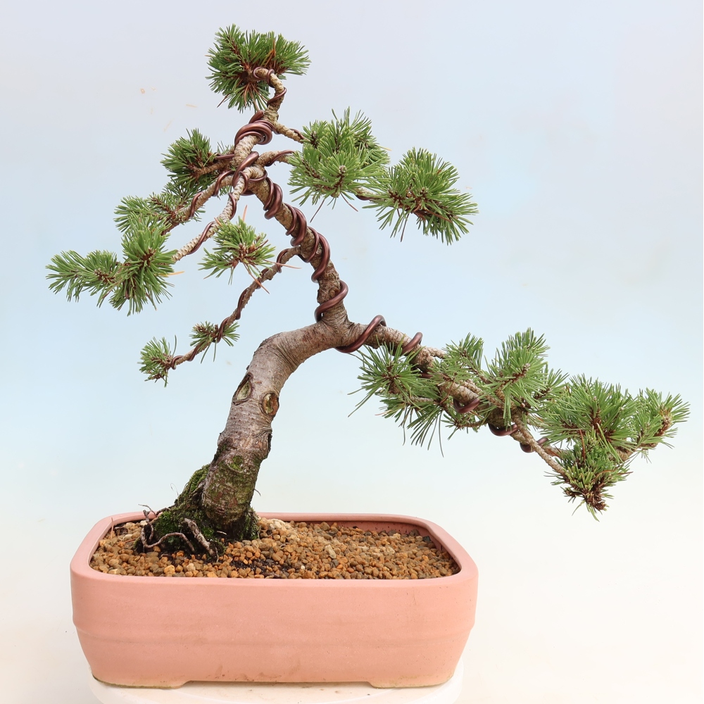 Outdoor Bonsai - Pinus mugo Humpy  - Mountain Pine