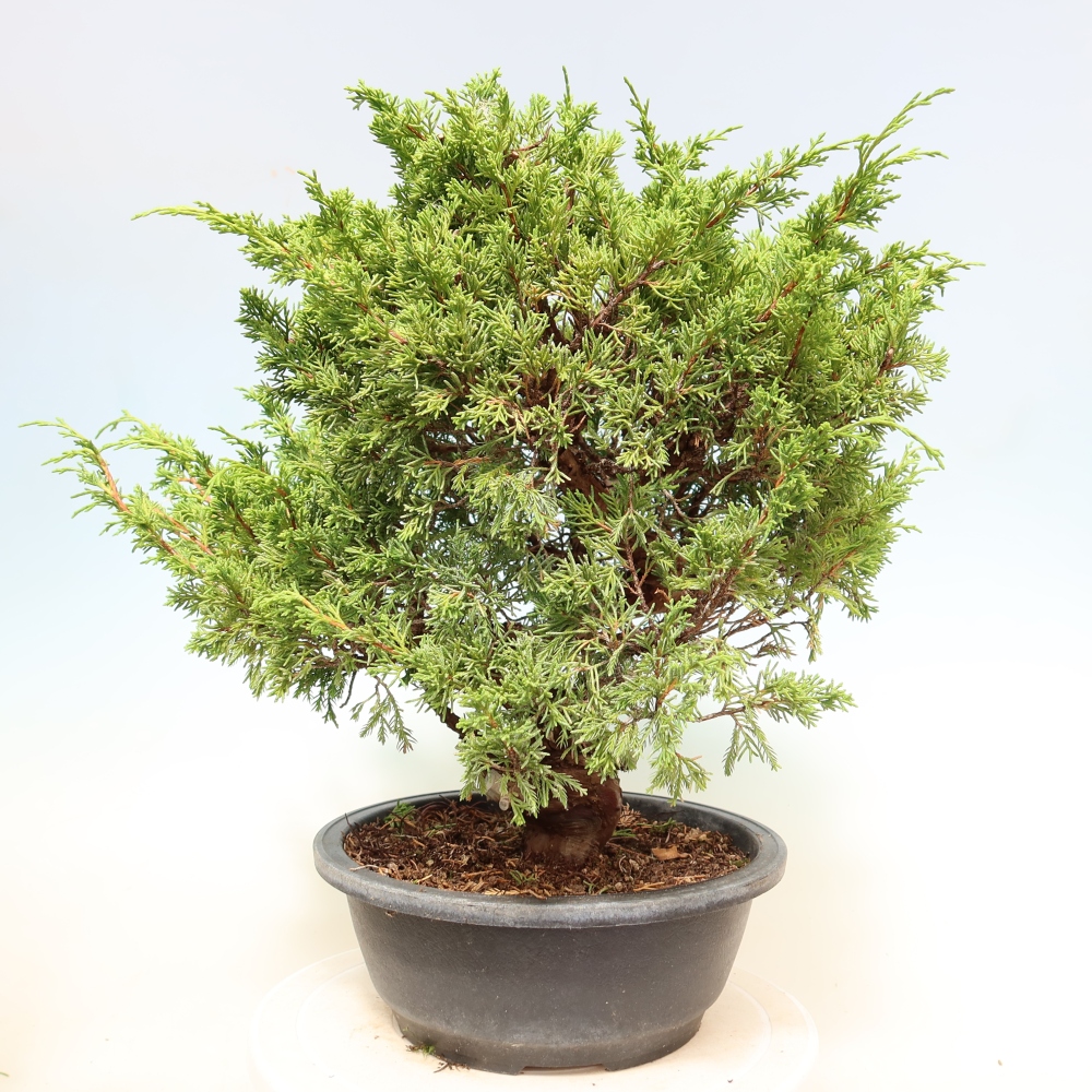 Outdoor Bonsai - Juniperus chinensis Itoigawa - Chinese Juniper