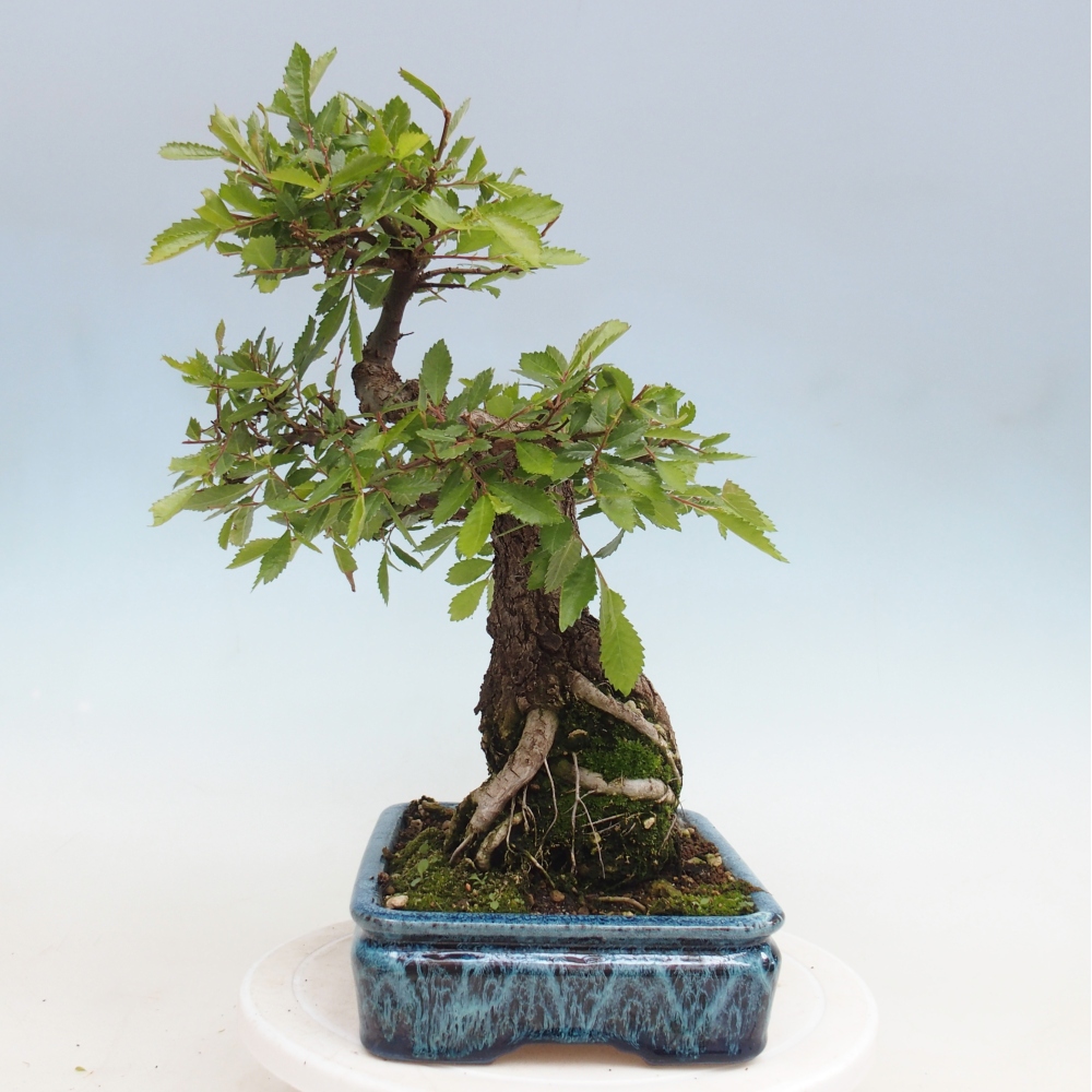 Outdoor bonsai - Zelkova - Zelkova NIRE