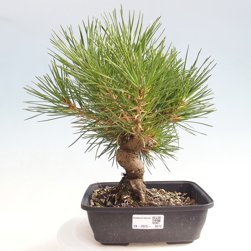 Outdoor bonsai - Pinus thunbergii - Thunberg pine