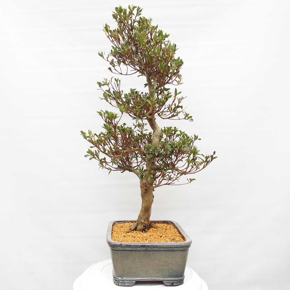 Outdoor bonsai - Japanese Azalea - Azalea Saishun