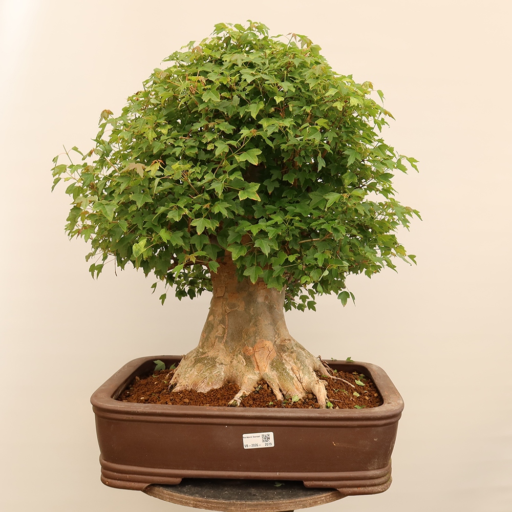 Outdoor bonsai - Maple Burger - Acer Burgerianum