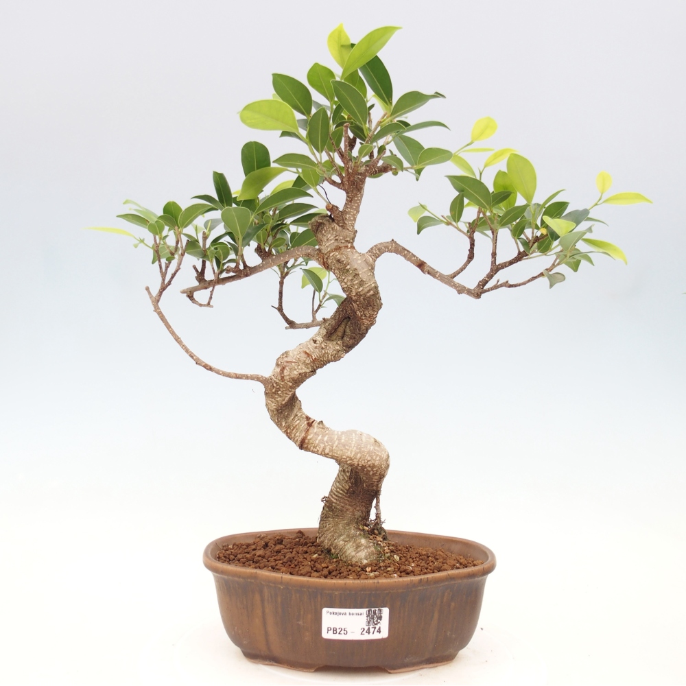 Indoor bonsai - Ficus retusa - small ficus