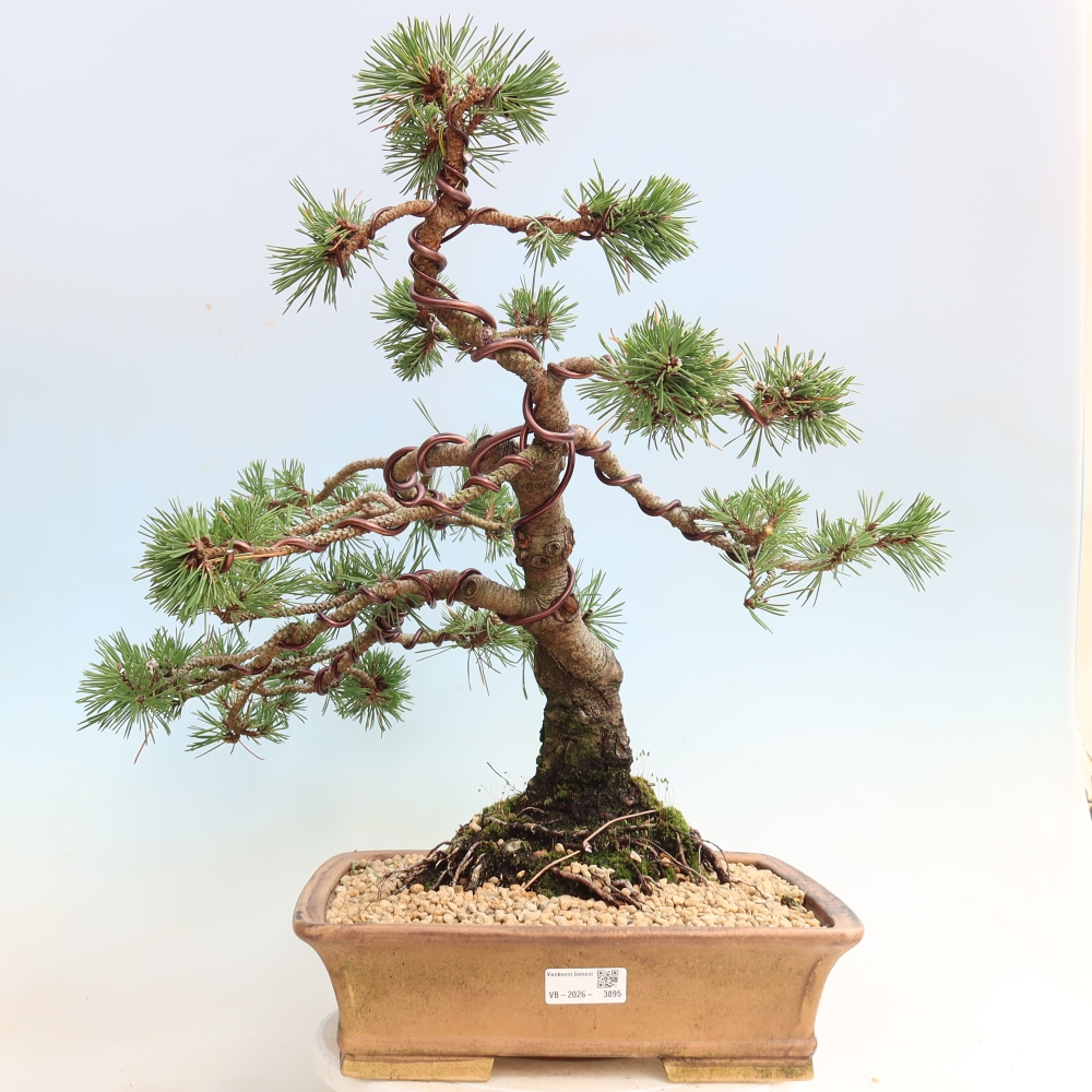 Outdoor Bonsai - Pinus mugo Humpy  - Mountain Pine