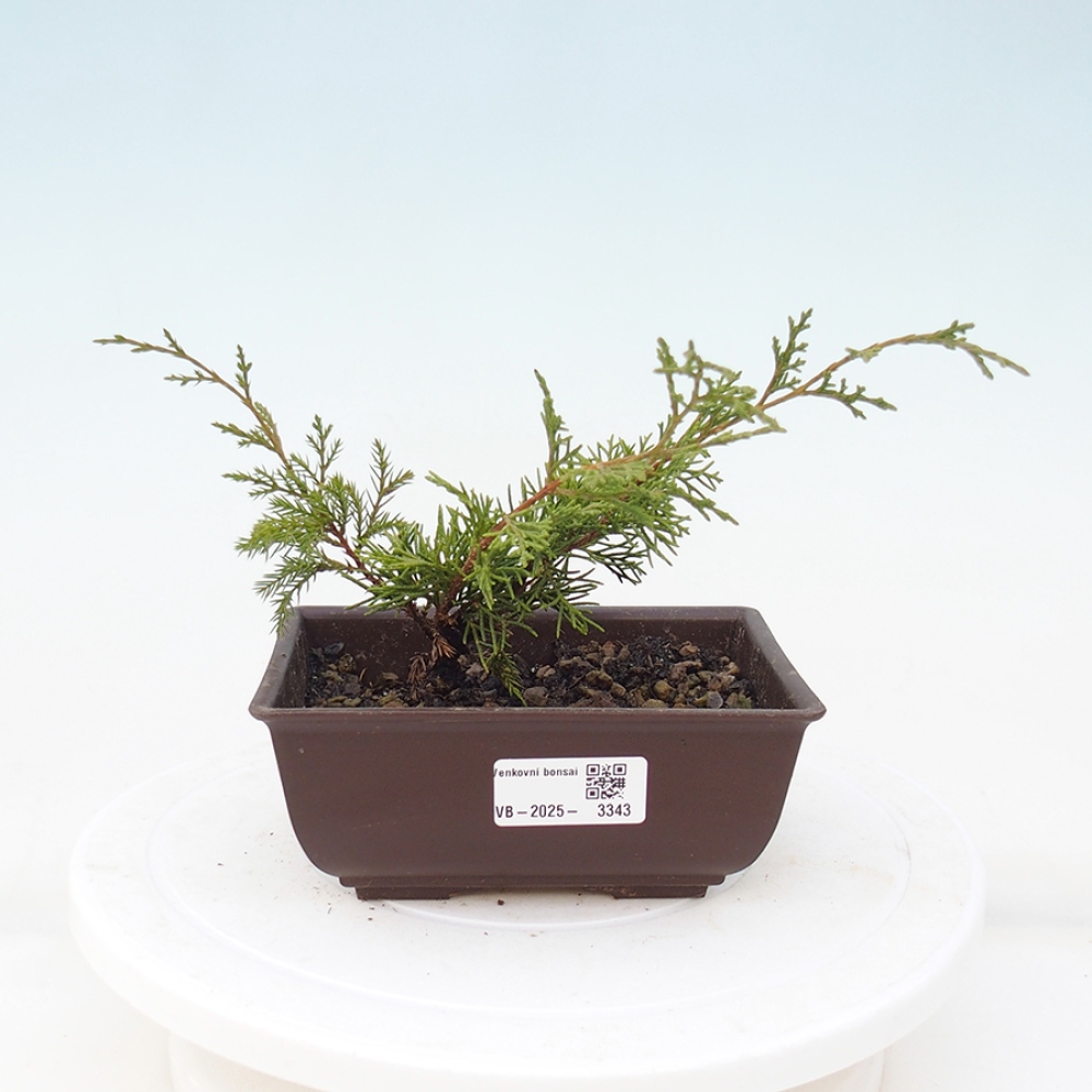 Outdoor bonsai - Juniperus chinensis Itoigawa - Chinese juniper
