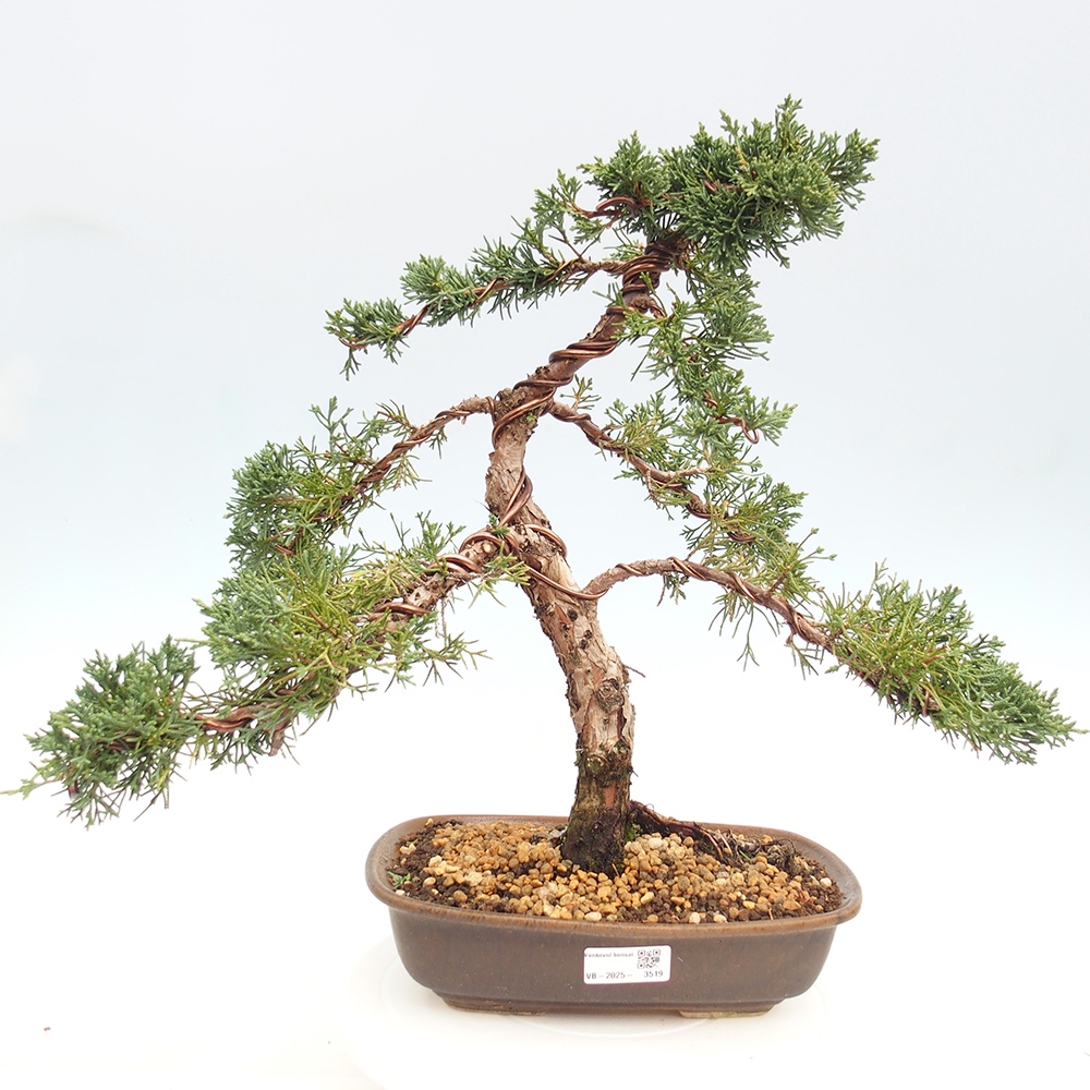 Outdoor bonsai - Juniperus chinensis Kishu