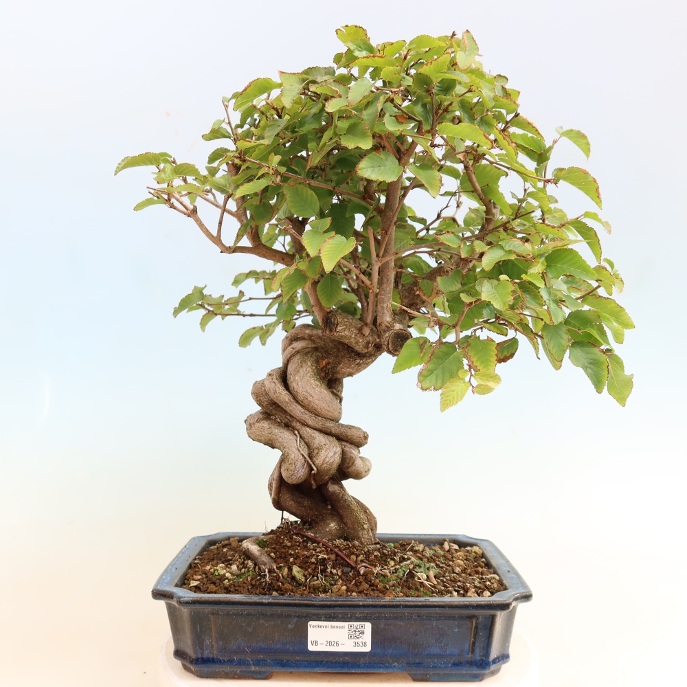 Outdoor bonsai -Carpinus CARPINOIDES - Korean Hornbeam
