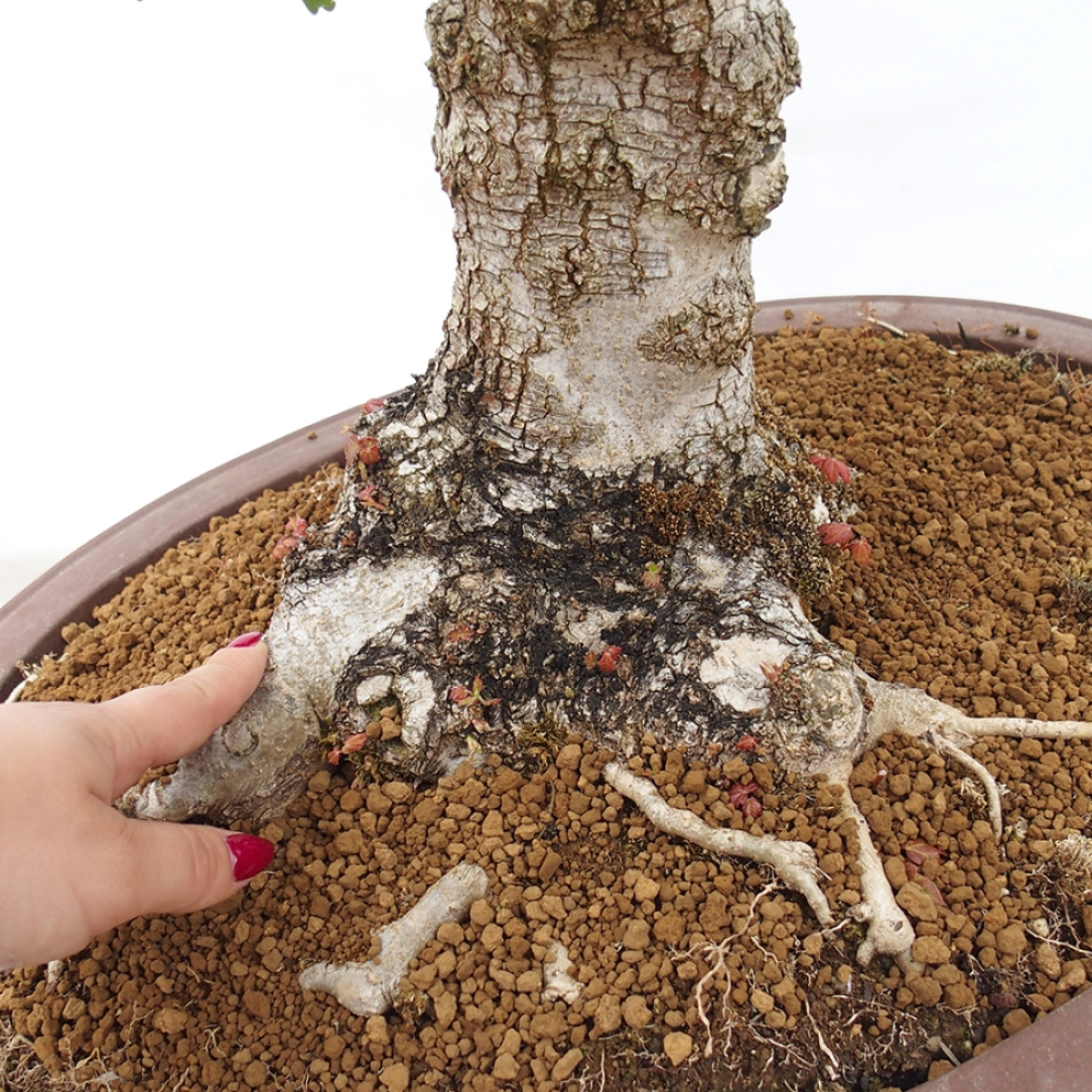 Outdoor bonsai - Baby maple - Acer campestre