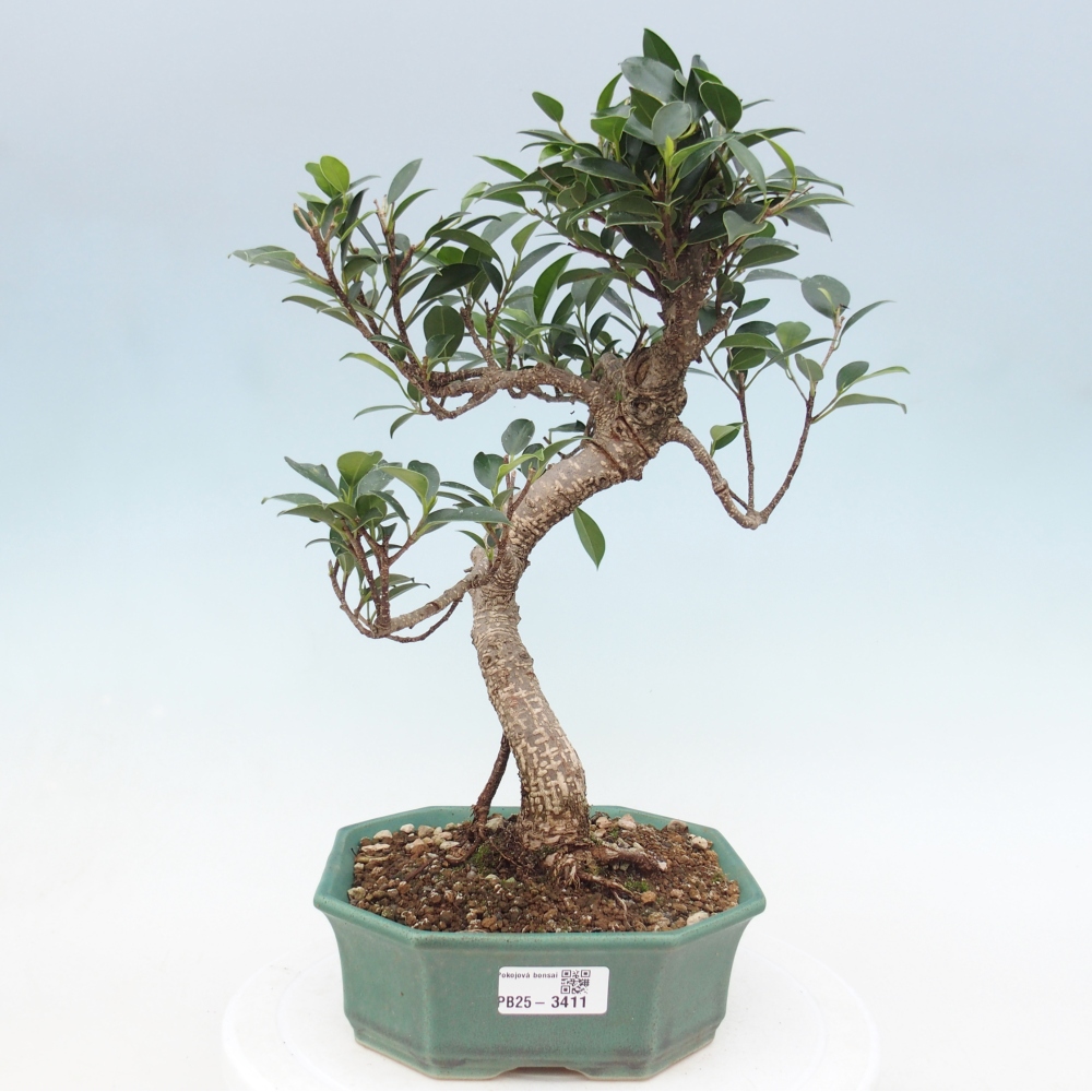 Room bonsai - Ficus retusa - small-leaved ficus
