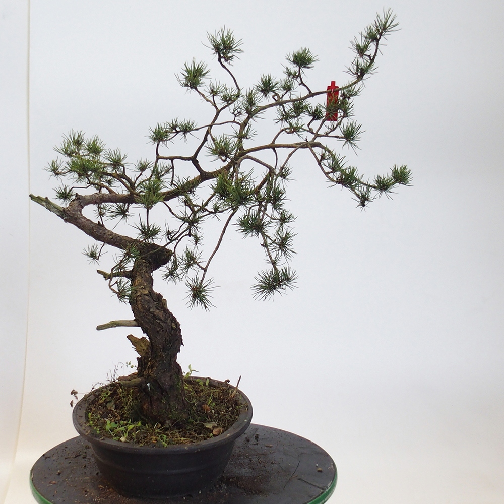 Yamadori - Pinus sylvestris Spain