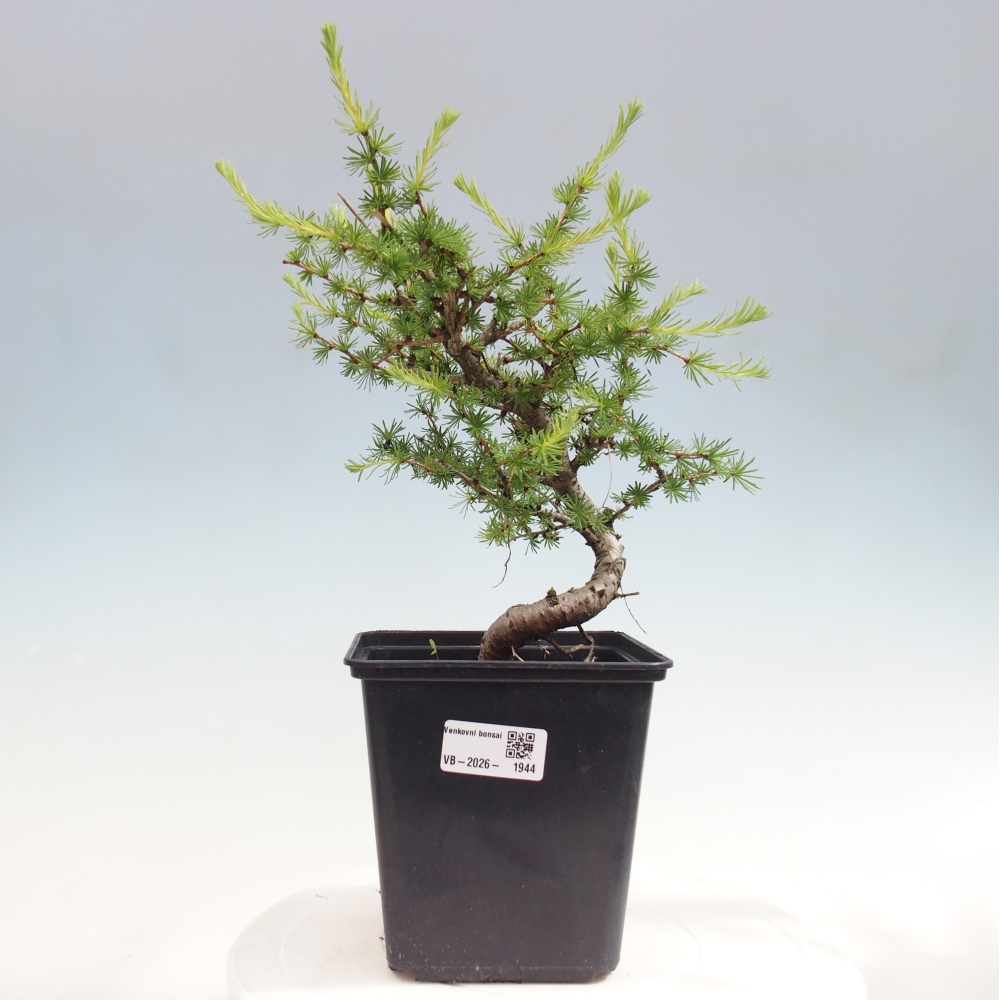 Outdoor bonsai -Larix decidua - Larch