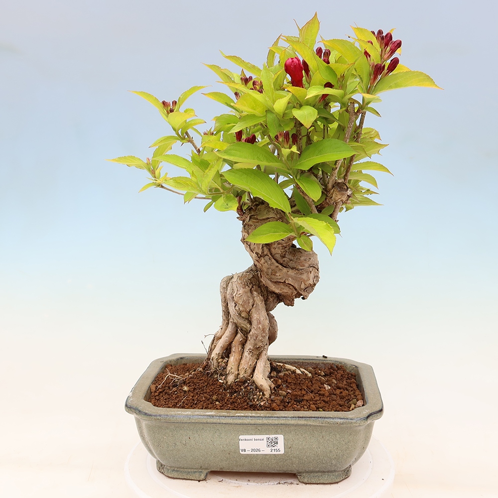 Outdoor Bonsai - Weigela subsessilis - Korean Weigela