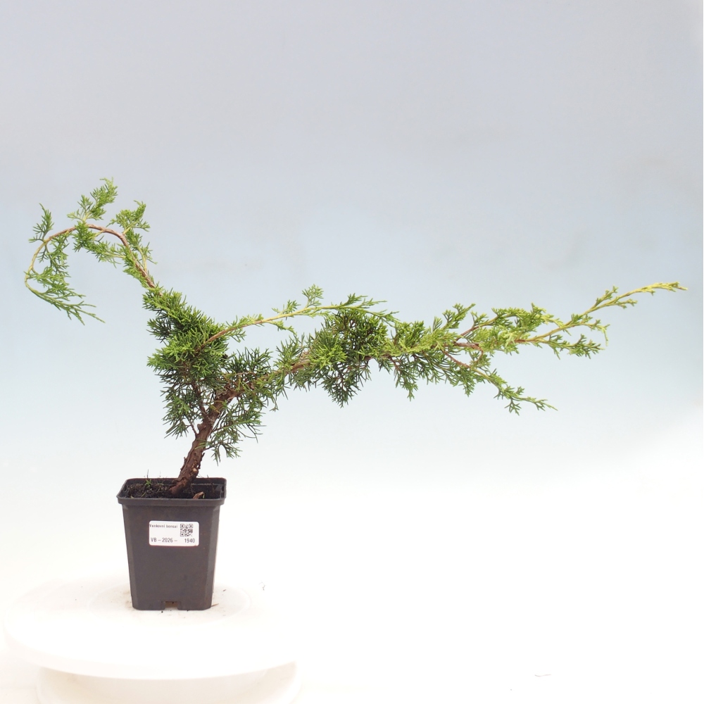 Outdoor bonsai - Juniperus chinensis Itoigawa