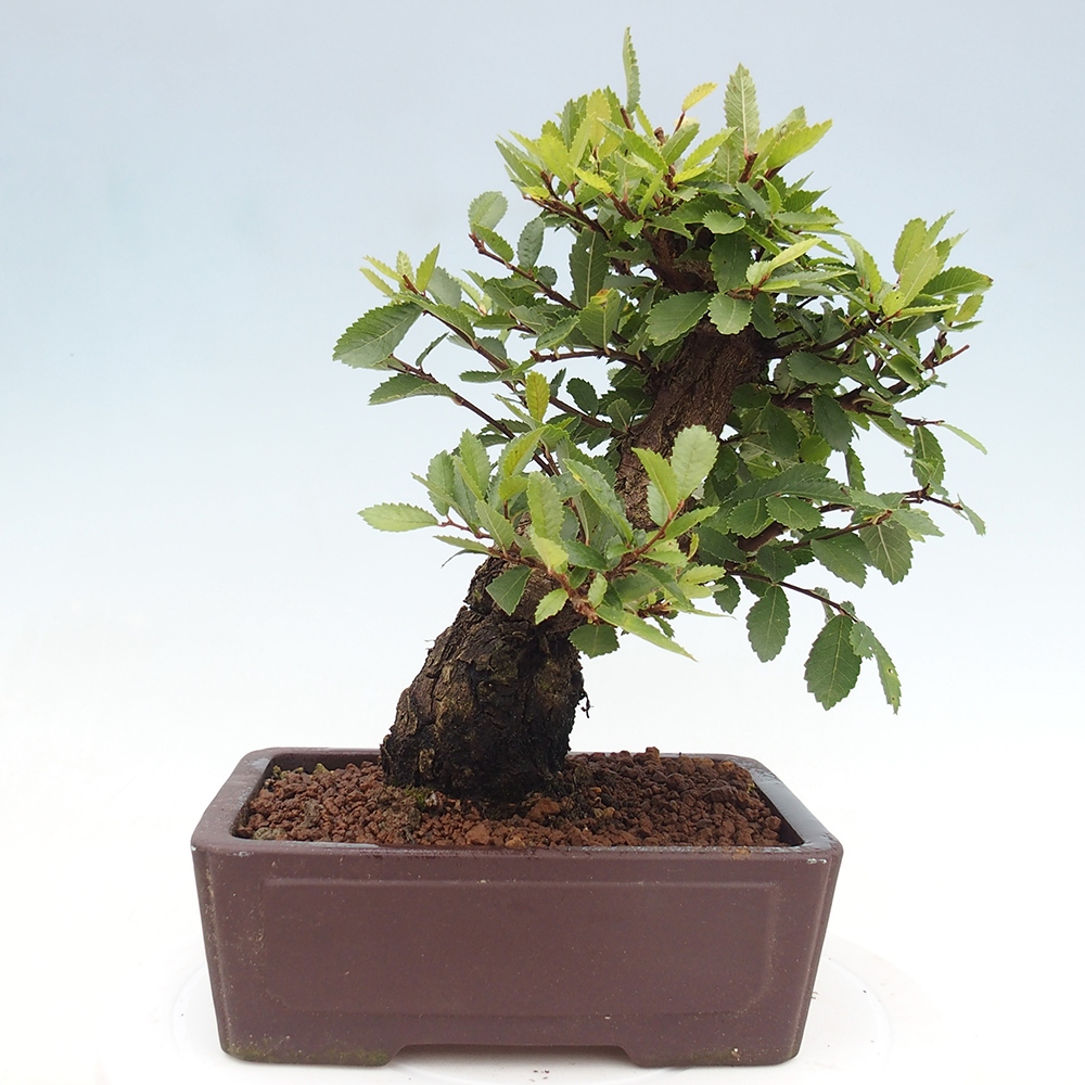 Outdoor bonsai - Zelkova - Zelkova serrata