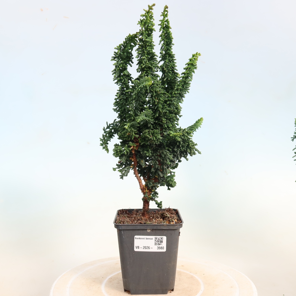 Outdoor bonsai - Cham. obtusa SEKKA HINOKI - Cypress
