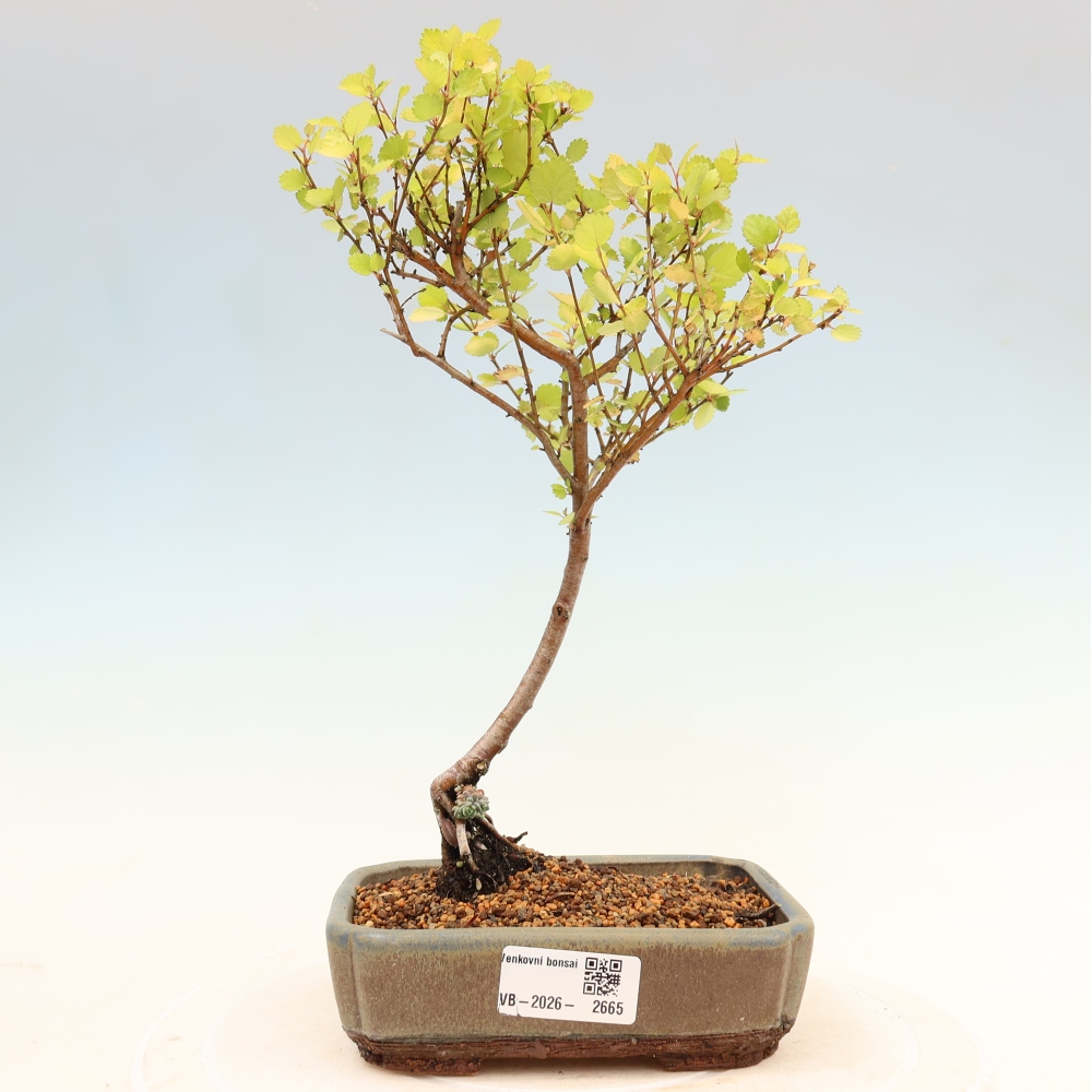 Outdoor Bonsai - Dwarf Birch - Betula NANA Golden Treasure
