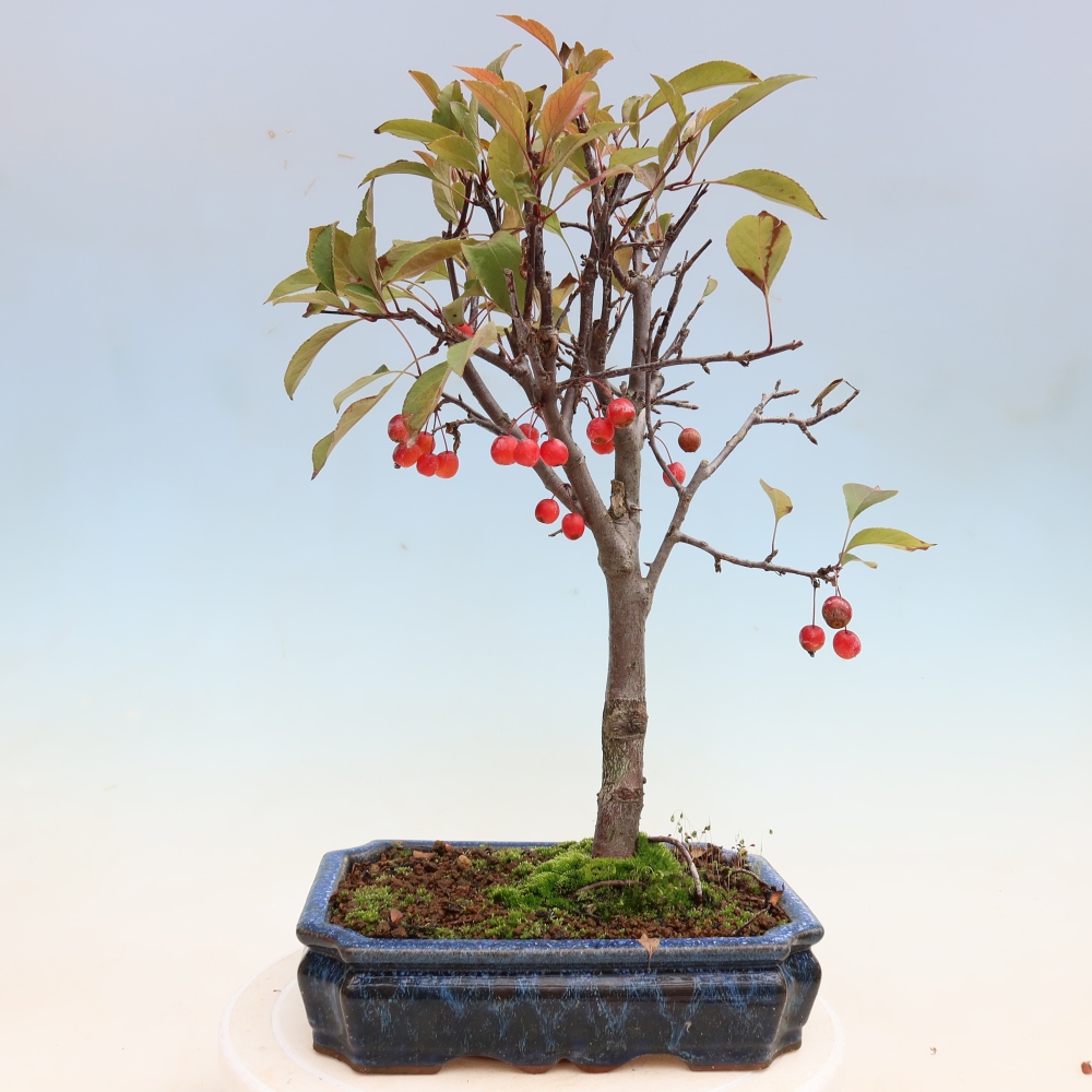 Outdoor bonsai -Malus domestica - Small-fruited red-leaved apple tree
